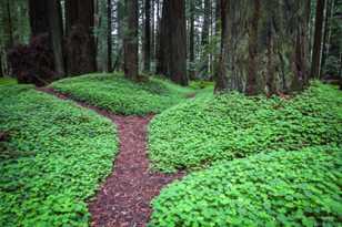 Redwood Forest-0957 Redwood Forest-0957